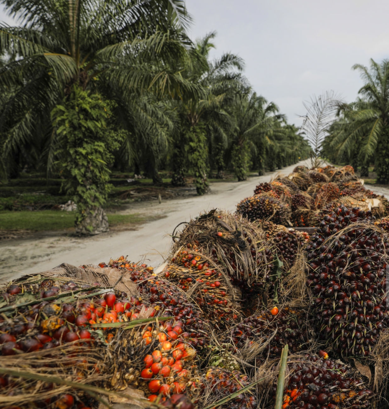 Saro Oil Palm commences work on 10,000 hectares of plantation in Edo