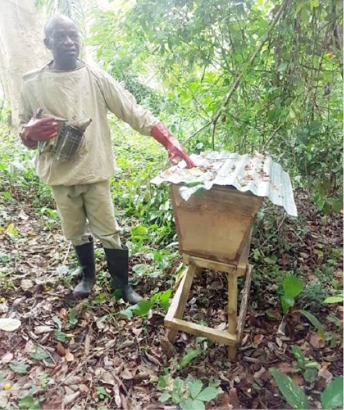 How I developed my bee farms – Edo farmer