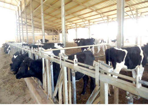 World Milk Day: Investment needed to catalyze milk revolution in Nigeria