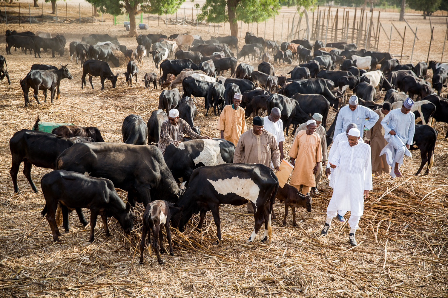 2023: Daura farm on my mind, says Buhari