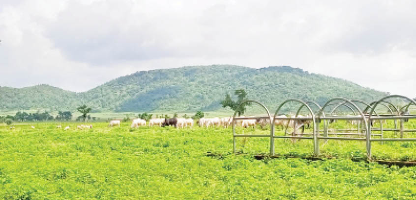 Expectations high as FG begins pasture development at grazing reserves