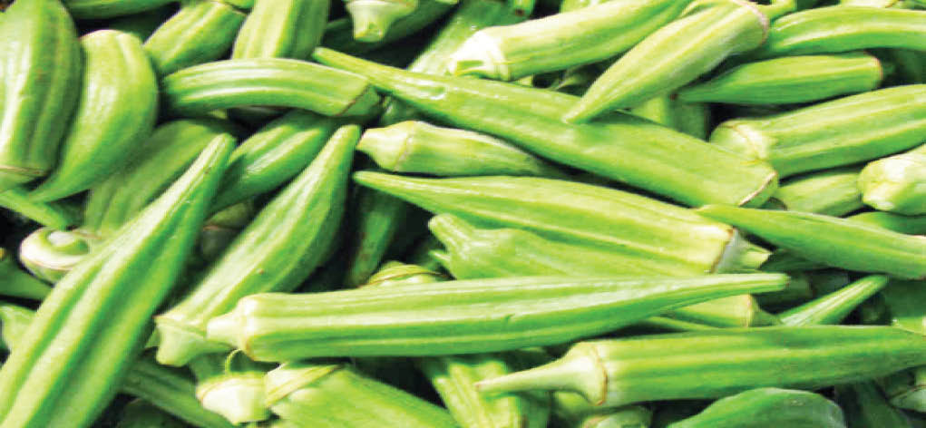 New okro disease breaks out, many farms infected