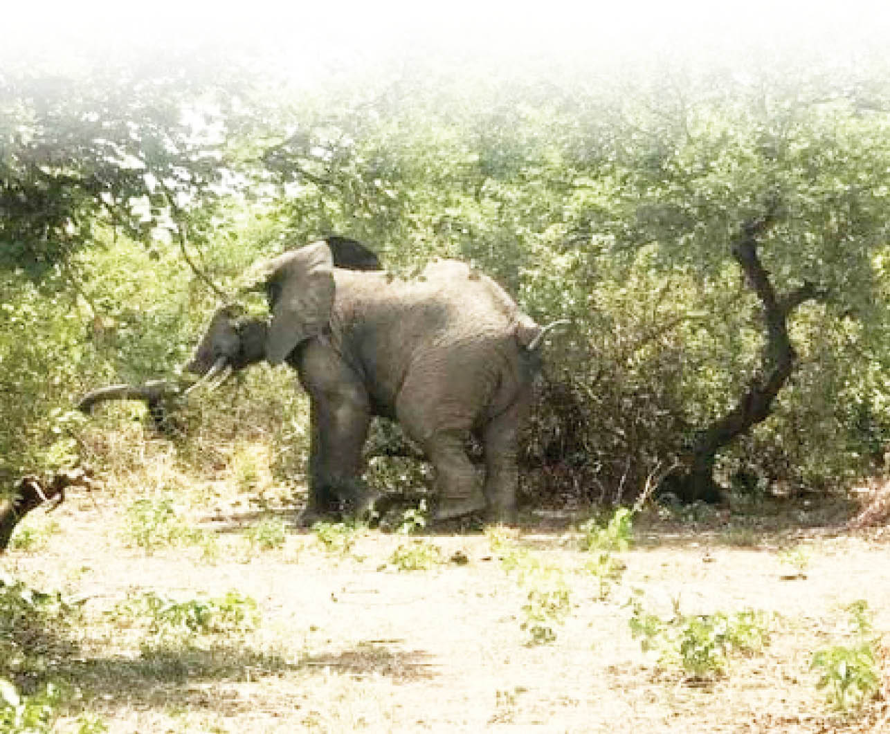 How stray elephants found new home in Kebbi communities