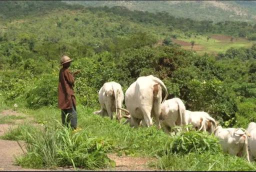 Farmers-Herders crisis: ‘How to ward off cows from your farmland’