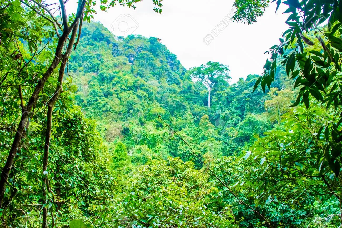 ‘Bandits’ corpses found in Kaduna forest