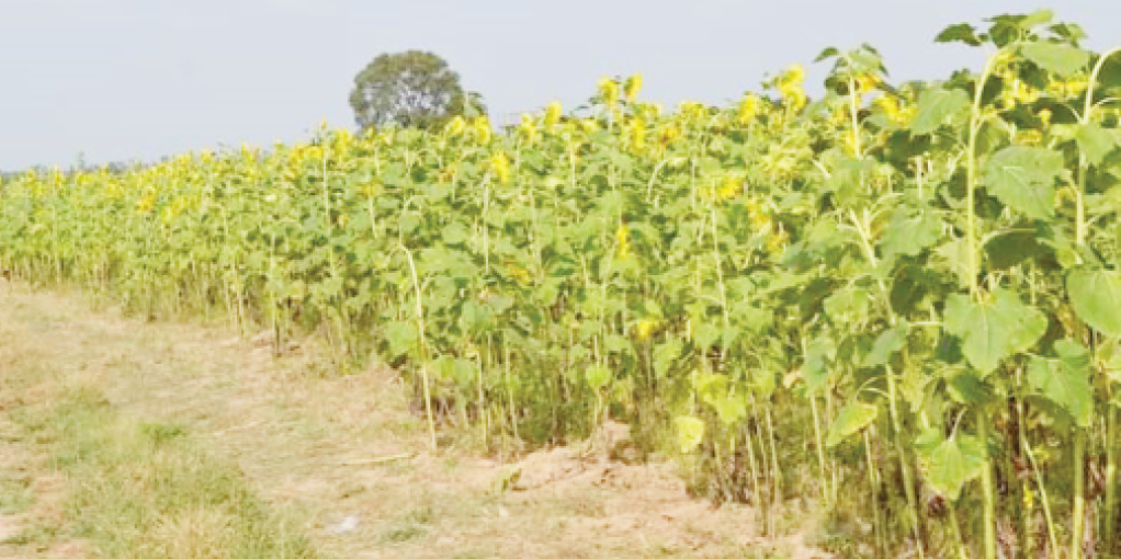 Bandits slam multi-million naira levy on Kaduna farmers