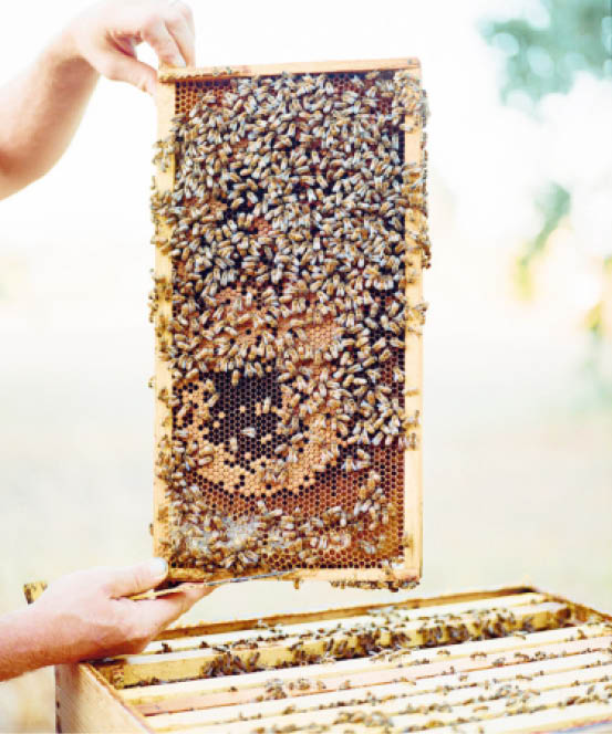 A beginner’s guide to beekeeping