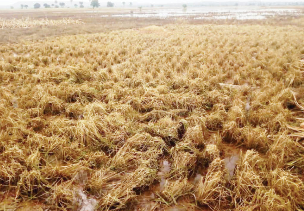 Farmers in pain as flood ravages farms worth millions of naira