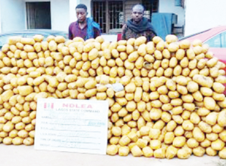 NDLEA arrests 8 bandits in Ondo forest