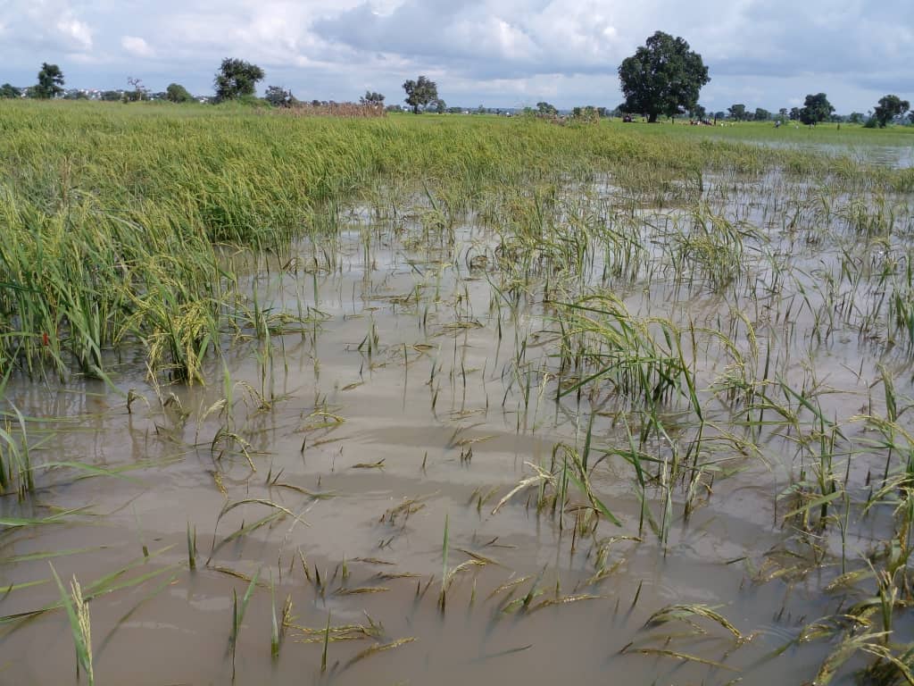 Flooding destroys rice farms in Taraba, farmers cry for help