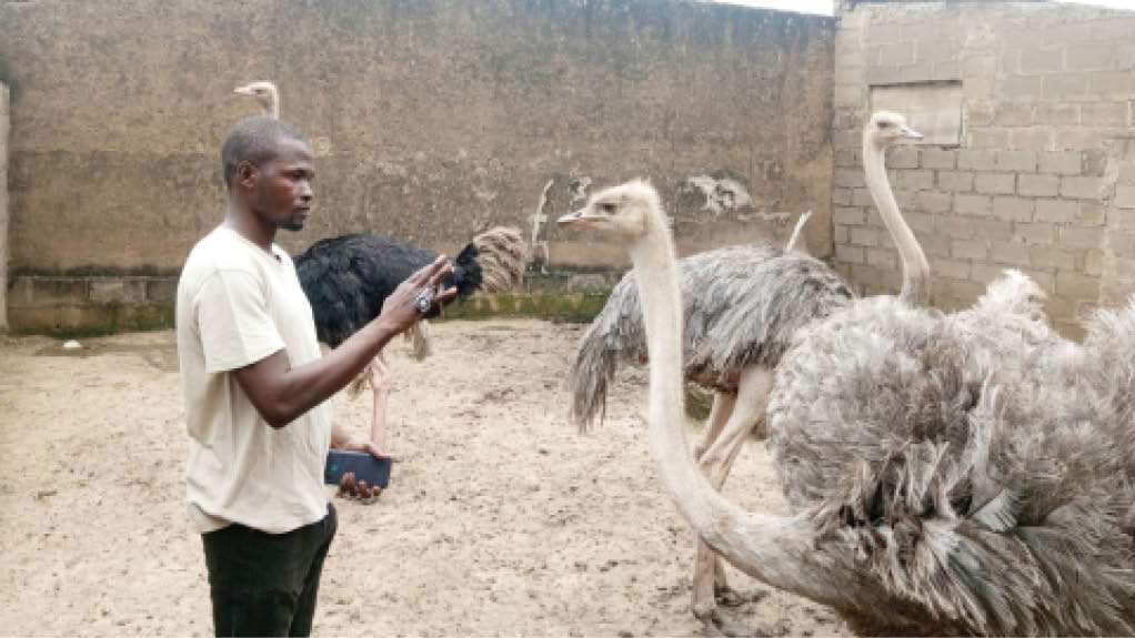 How Kano ostrich farmer manufactured 5000-capacity incubators