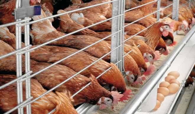 200 youth, women get inputs to start poultry farms in Nasarawa