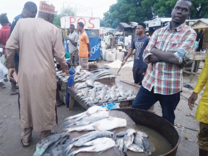 Fishing bounces back in Maiduguri, revives job opportunities for