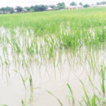 A submerged rice farm in Benue State