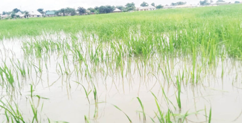 A submerged rice farm in Benue State