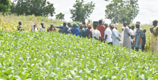 How Gombe rural communities record increased crop production