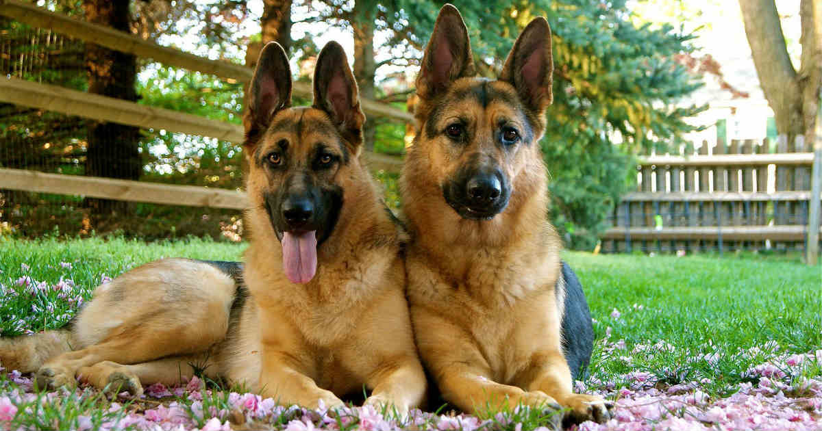 german shepherd dogs