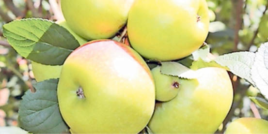 AGRO SOLUTIONS: Kenya’s Moi University expects first harvest from apple farm in December