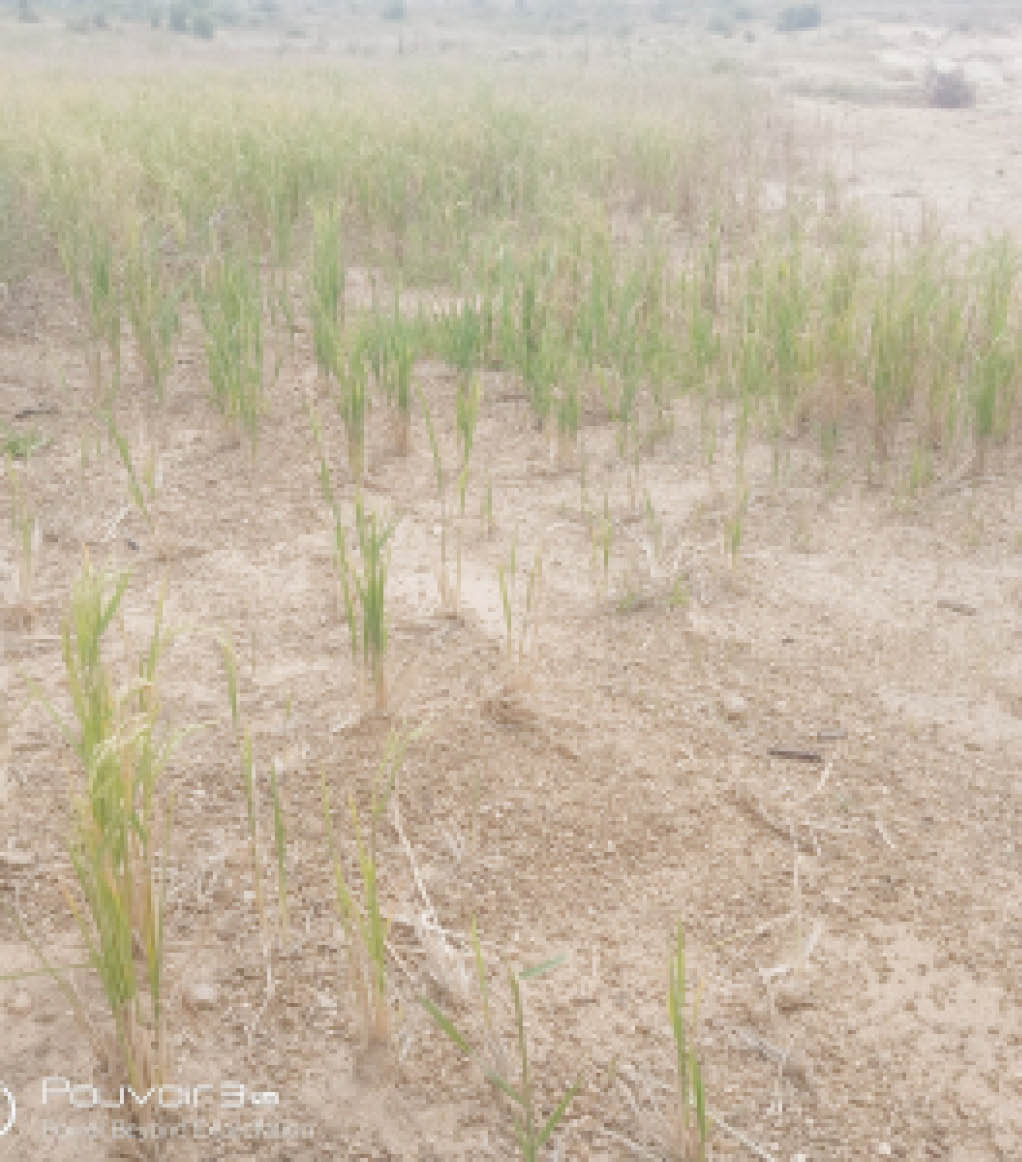 Low rice yield in Kano due to flood, pest