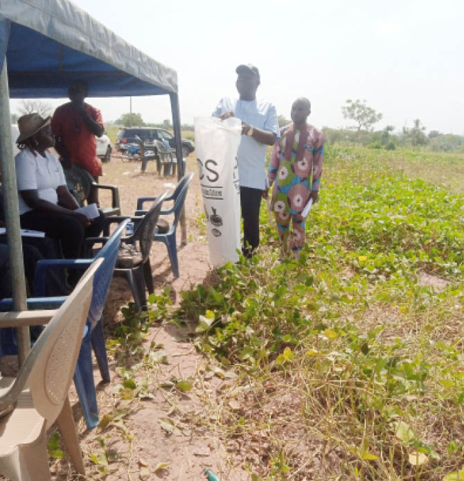 Reasons farmers should use ‘three-bag’ technology for cowpea storage