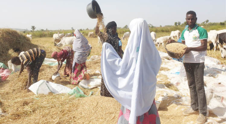 How youths generate income through farm labour in Kano