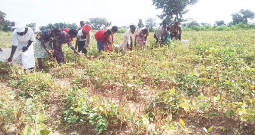 Scientists shifting cowpea farming focus to Benue women