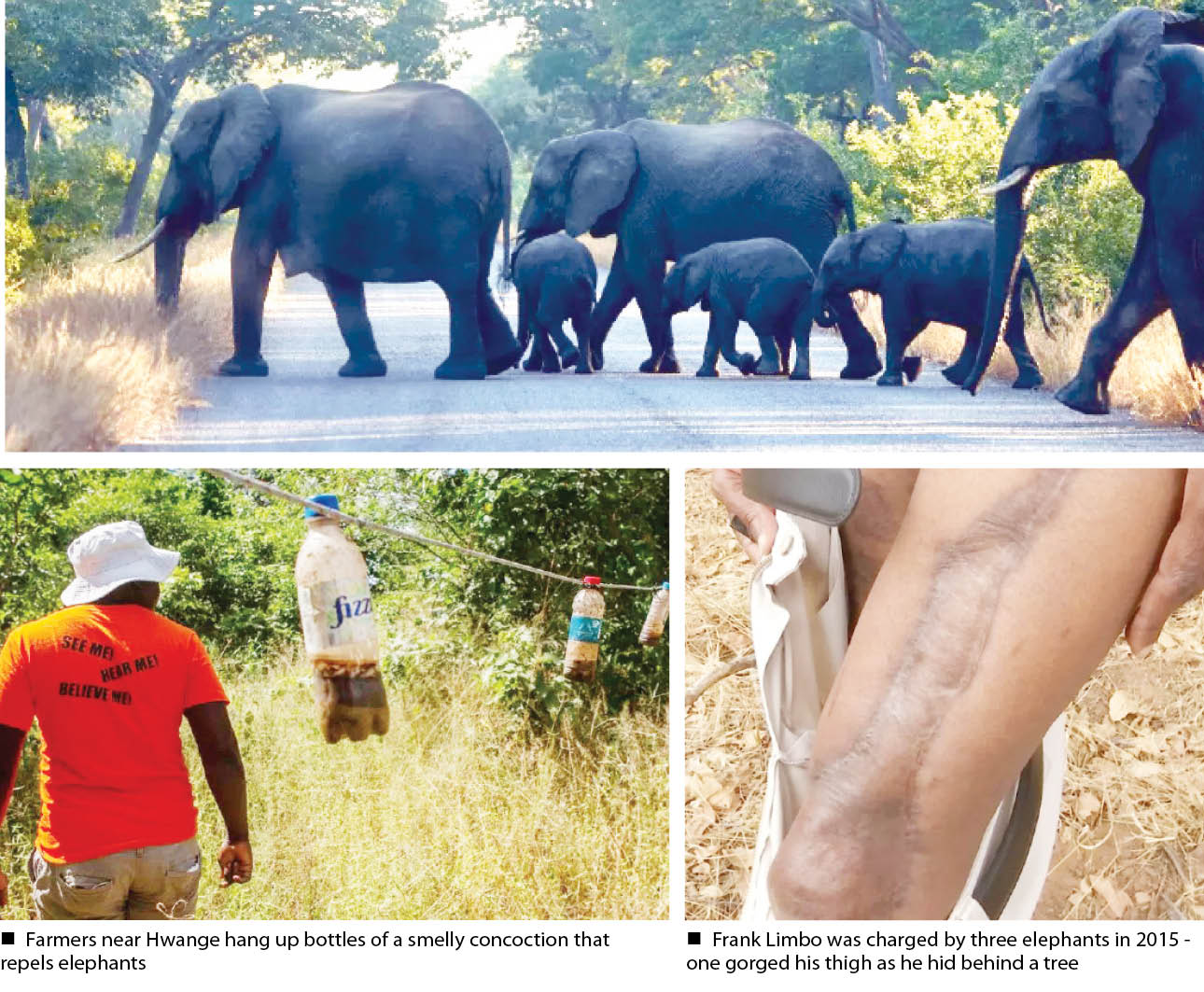 Zimbabwe’s dilemma over deadly elephant attacks