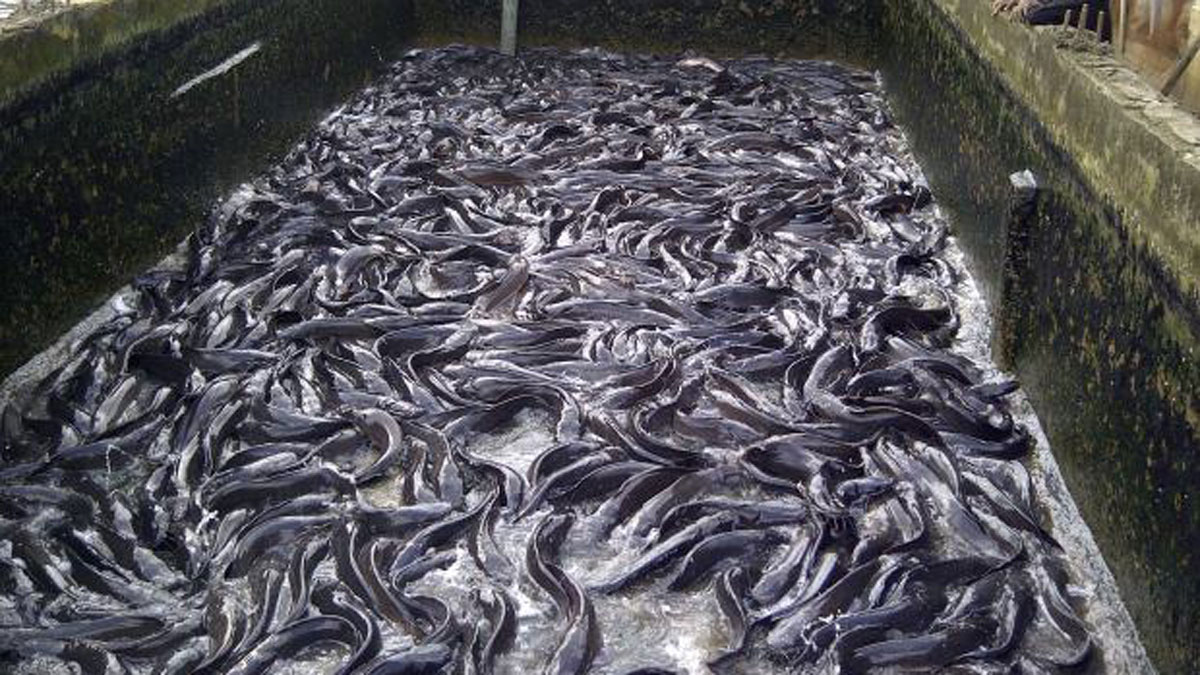 Farmers demand 50 reduction in fish importation by FG