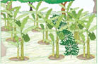 How to intercrop bananas