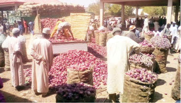 Despite pests, flood, Kebbi onion farmers record high yield