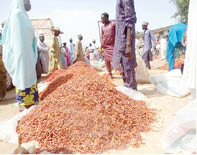 We are optimistic – Katsina vegetable farmers