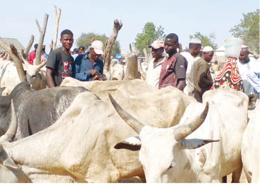 Prices of cattle crash in Taraba due to naira scarcity