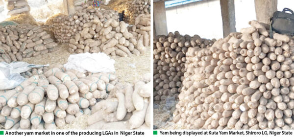 yam price