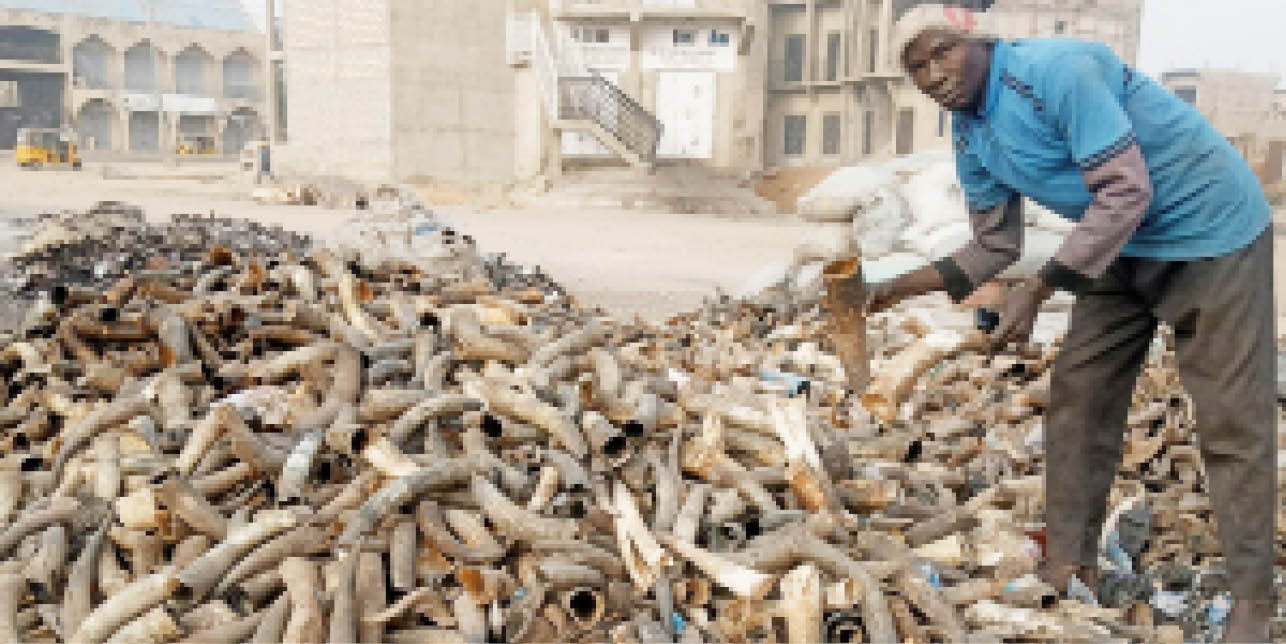 How horn, bone business flourishes in Kano