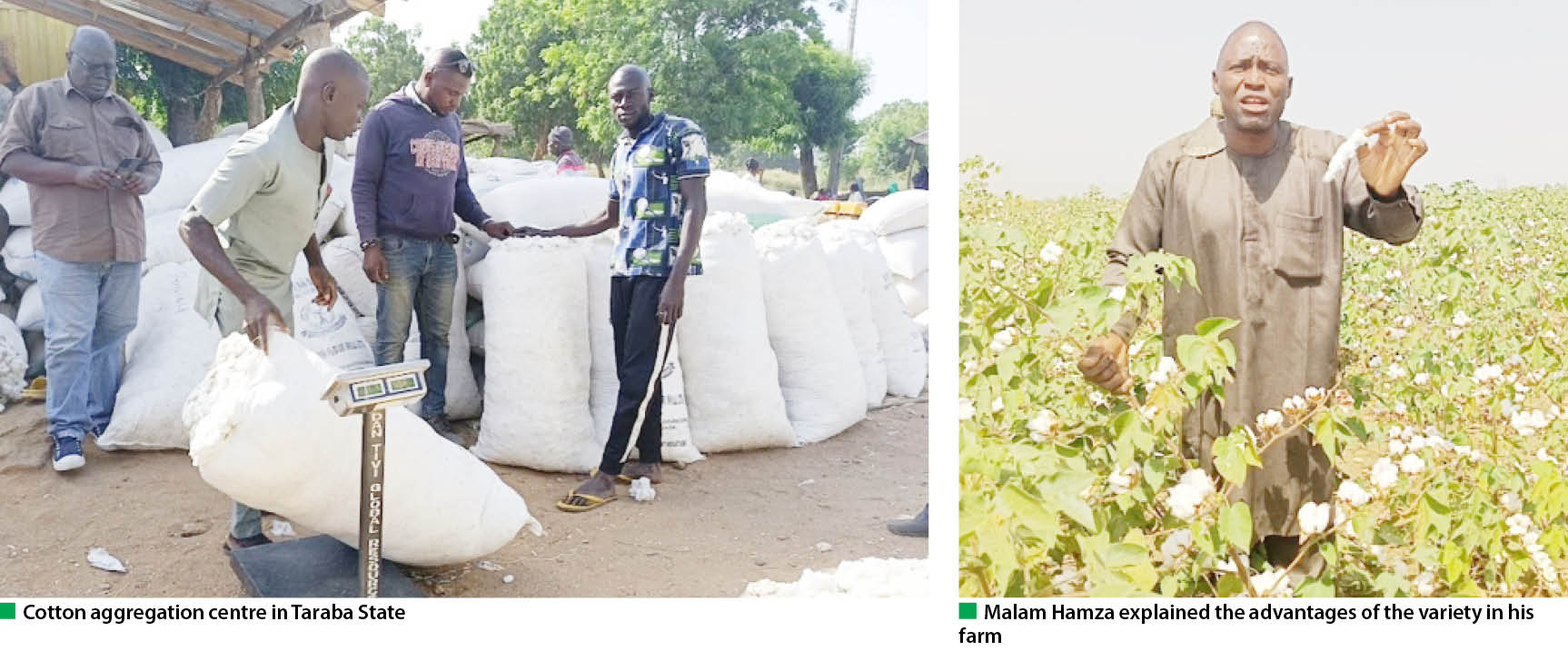 More cotton farmers opt for better technology