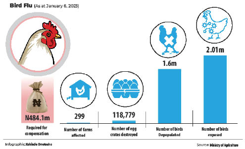 Bird flu: 299 farms hit as debate over vaccination lingers