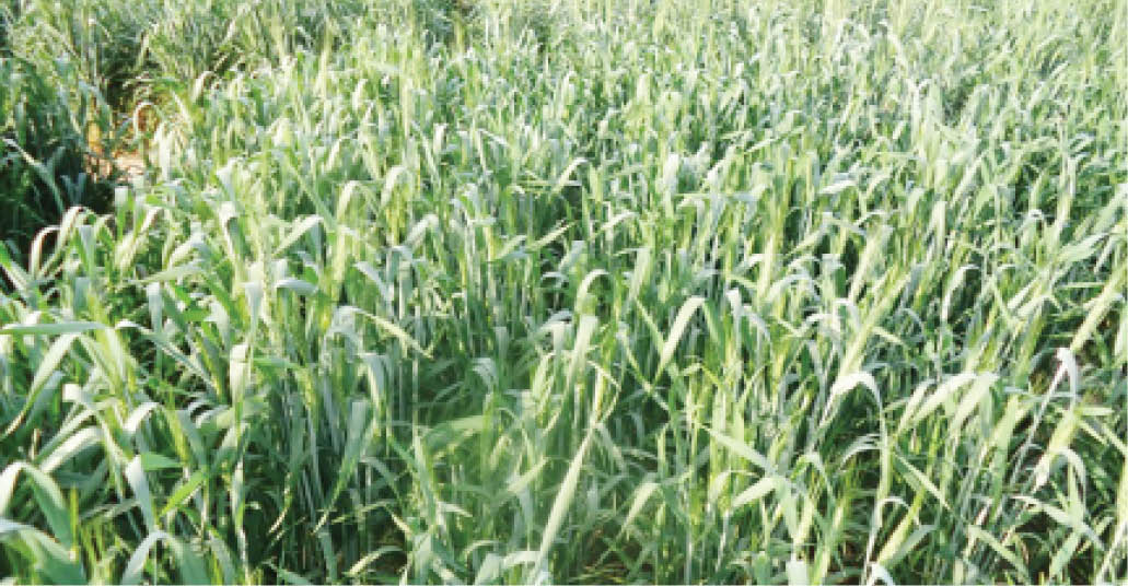 Heavy rainfall threatens wheat farming in Katsina