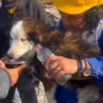 This handout photograph taken and released by Turkish agency DHA (Demiroren News Agency) on March 1, 2023 shows rescuers feed a dog with water from a collapsed building 23 days after last month's 7.8-magnitude deadly earthquake