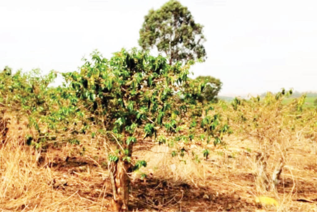 Taraba coffee farmers struggle amid funding challenges