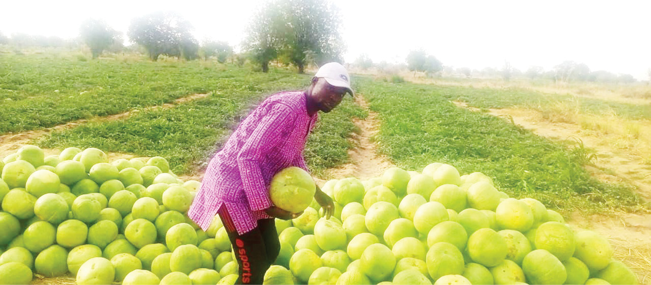 Youths excited over profits from watermelon business