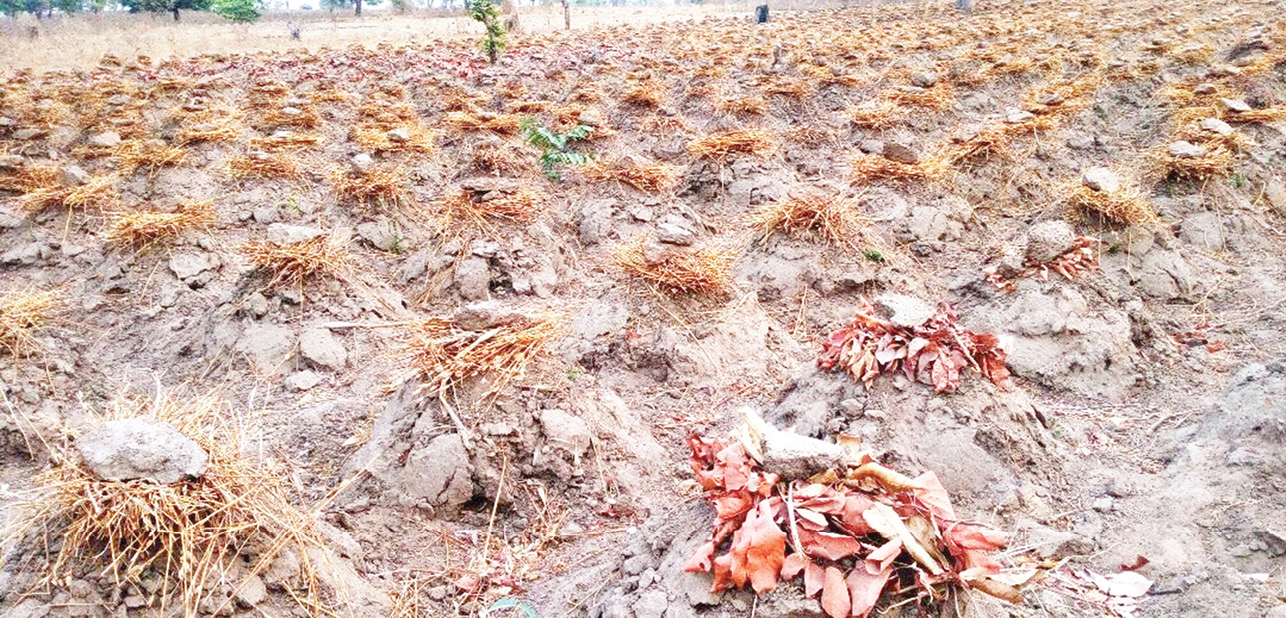 Amidst cash crunch, others, yam farmers begin planting