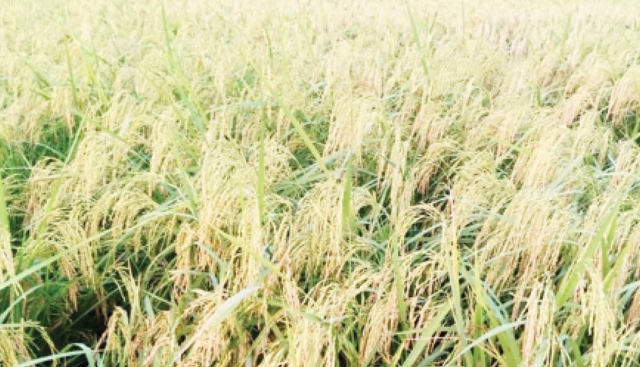 What farmers should know about flood-tolerant rice variety