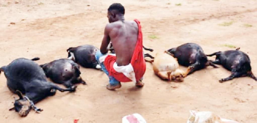 Man, 34, arrested with carcasses of stolen goats 