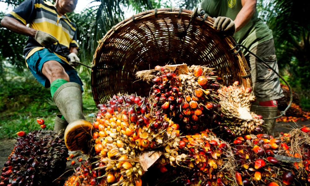 NIGERIA DAILY: Why Nigeria Will Keep Importing Palm Oil – Experts