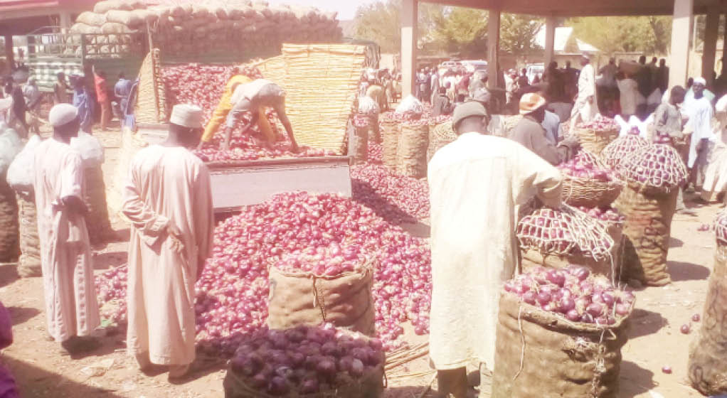 Kano onion farmers predict glut, demand storage facilities