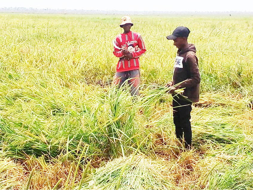 Why Taraba community abandoned age-long fishing trade for rice