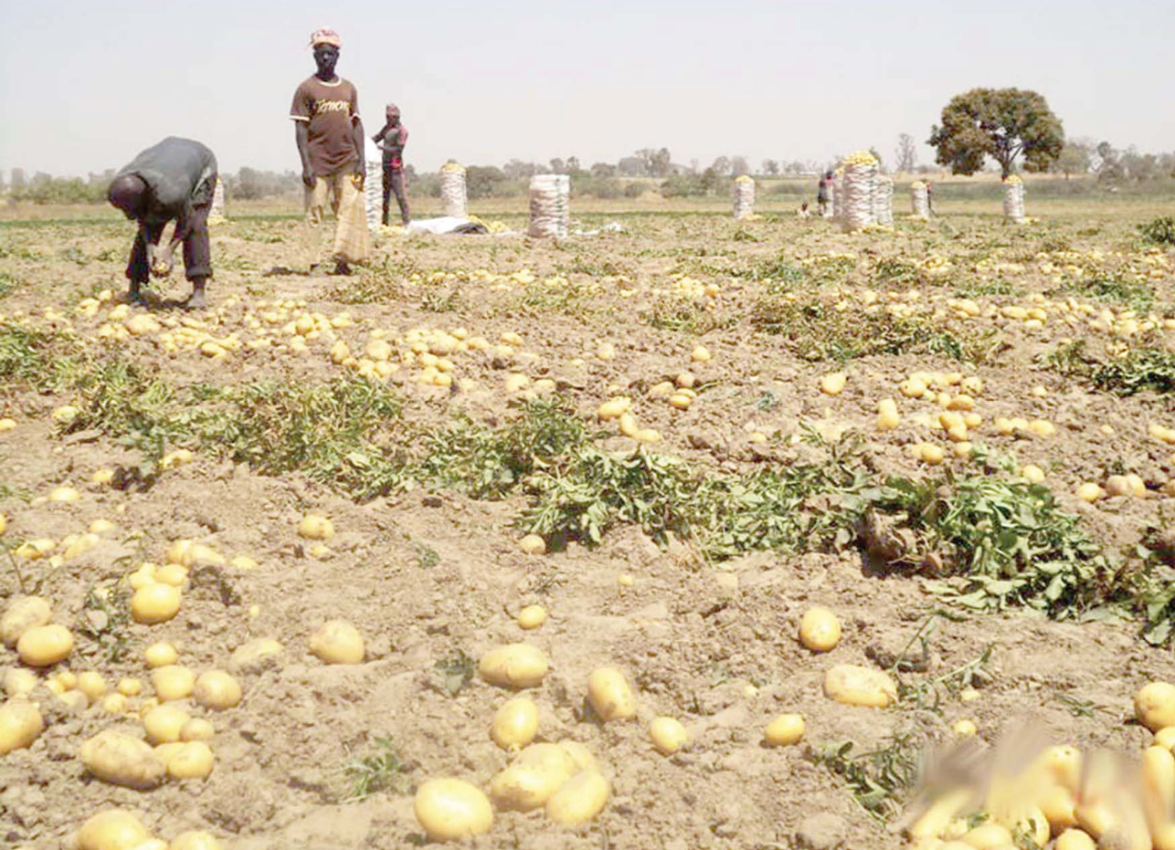 Farmers on the run as Boko Haram killings return