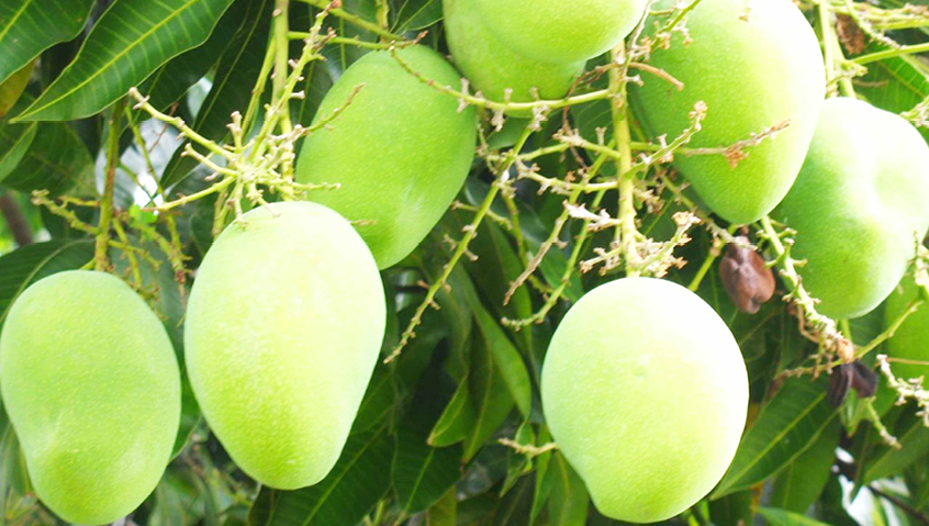 AGRO SOLUTIONS: Tips for growing mangoes this season