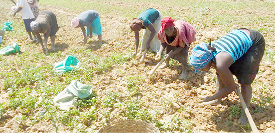 55,000 farmers, herders get water access in Borno, Adamawa, Yobe