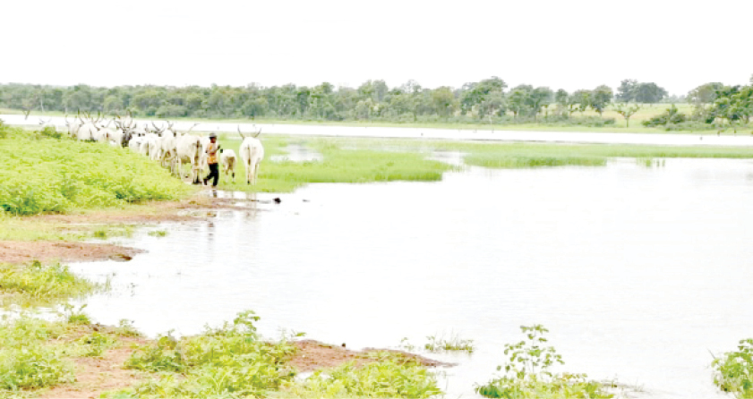 How insecurity threatens Niger’s Bobi Grazing Reserve